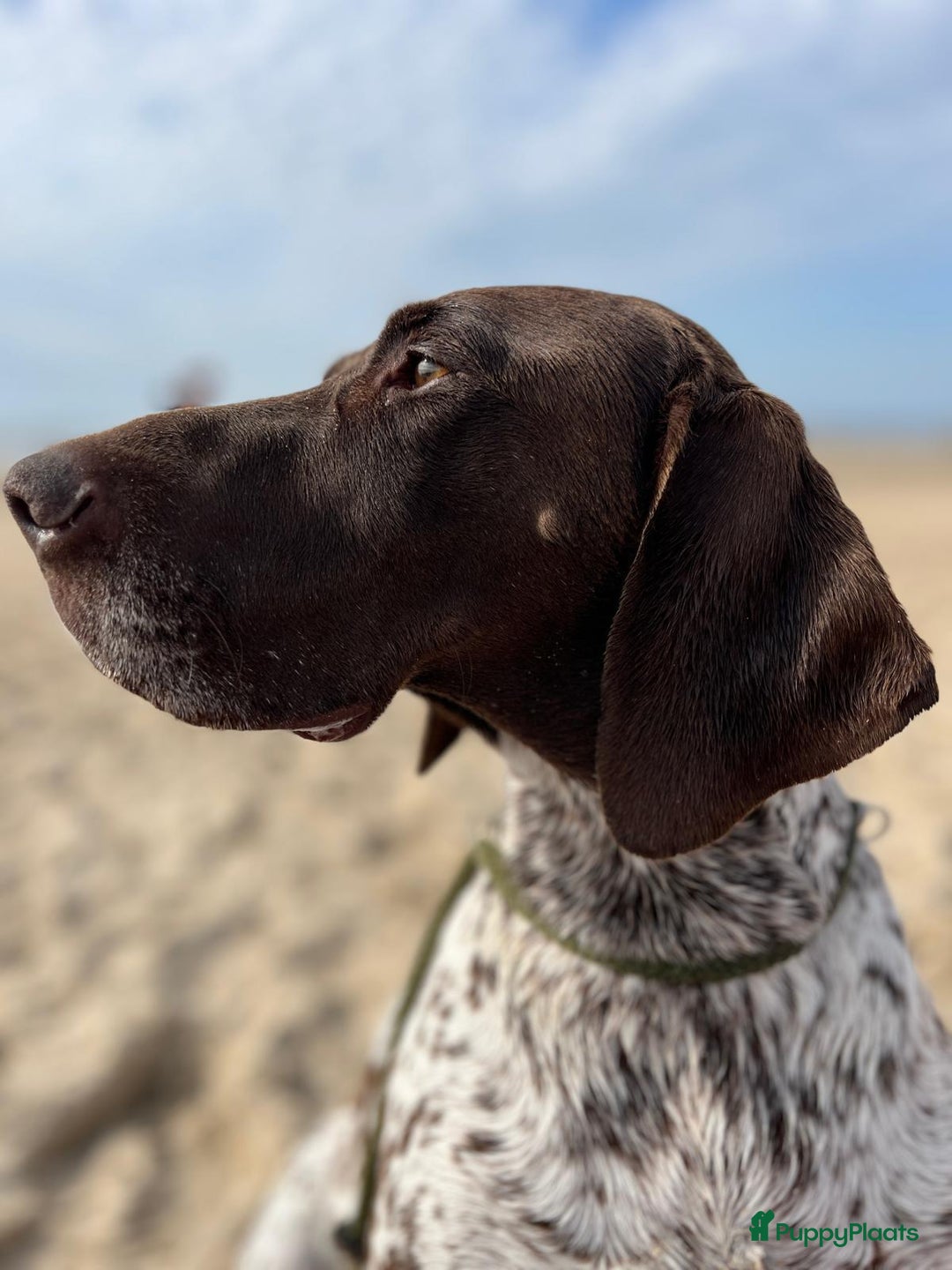 Duitse Staande Hond Korthaar honden te koop: Duitse staande korthaar  - Afbeelding 8