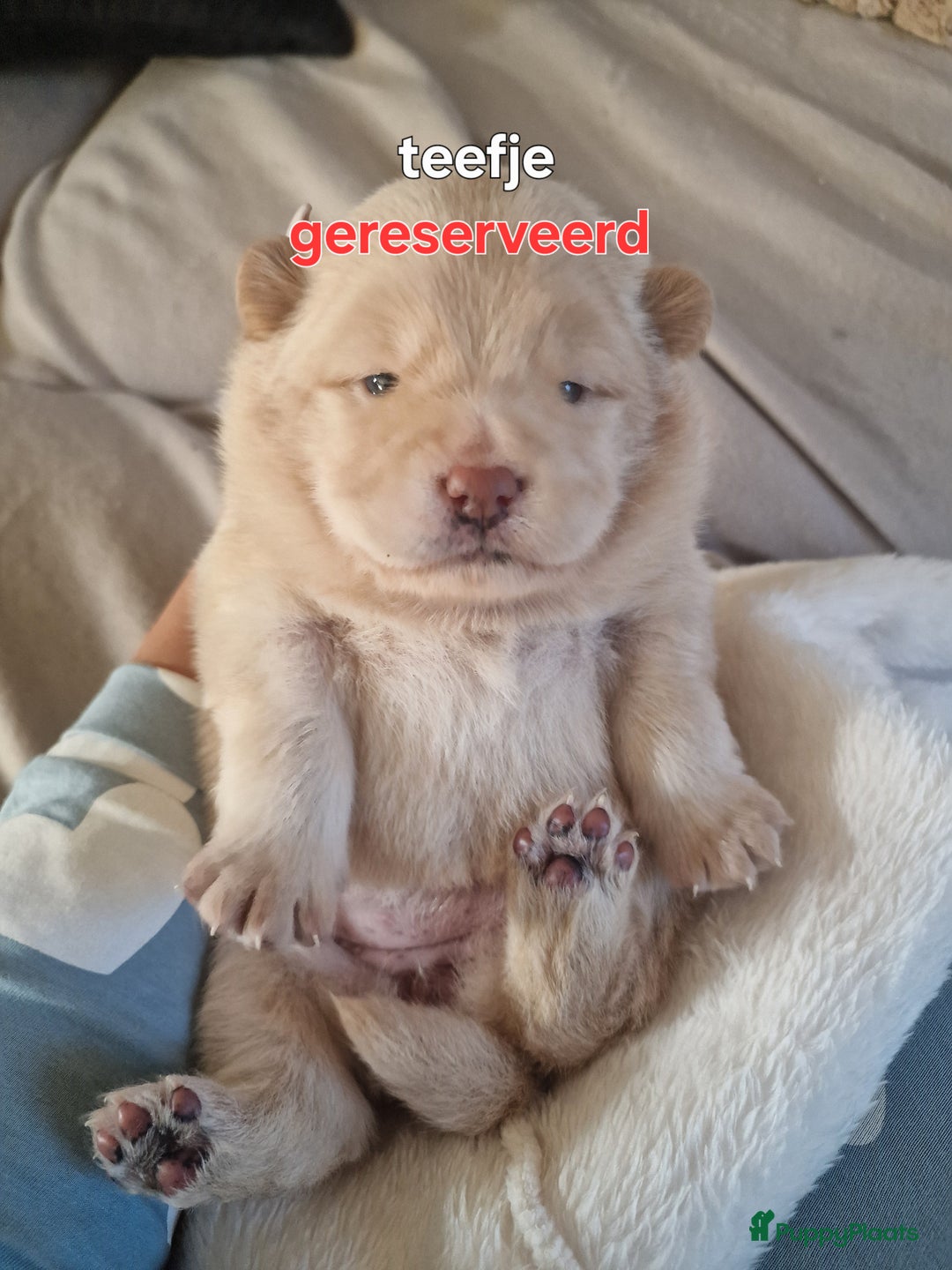 Chow Chow honden te koop: Chow chow pups : Allemaal gereserveerd - Advertentie 5