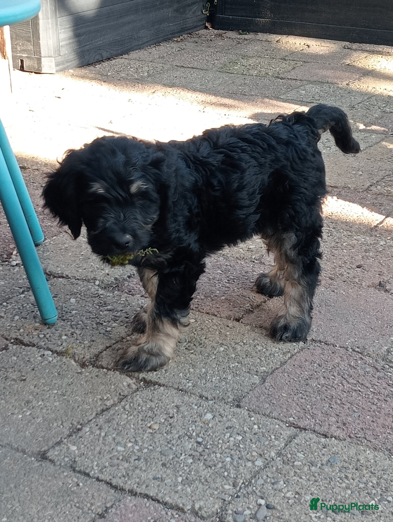 Labradoodle Puppy 1