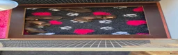 Ruwhaar Teckel honden te koop: Prachtige choco tan ruwharige pups - Advertentie 2