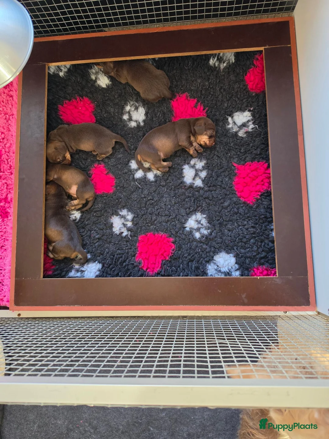 Ruwhaar Teckel honden te koop: Prachtige choco tan ruwharige pups - Advertentie 2