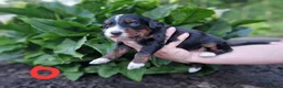 Bernedoodle honden te koop: Medium Bernedoodle - Advertentie 10