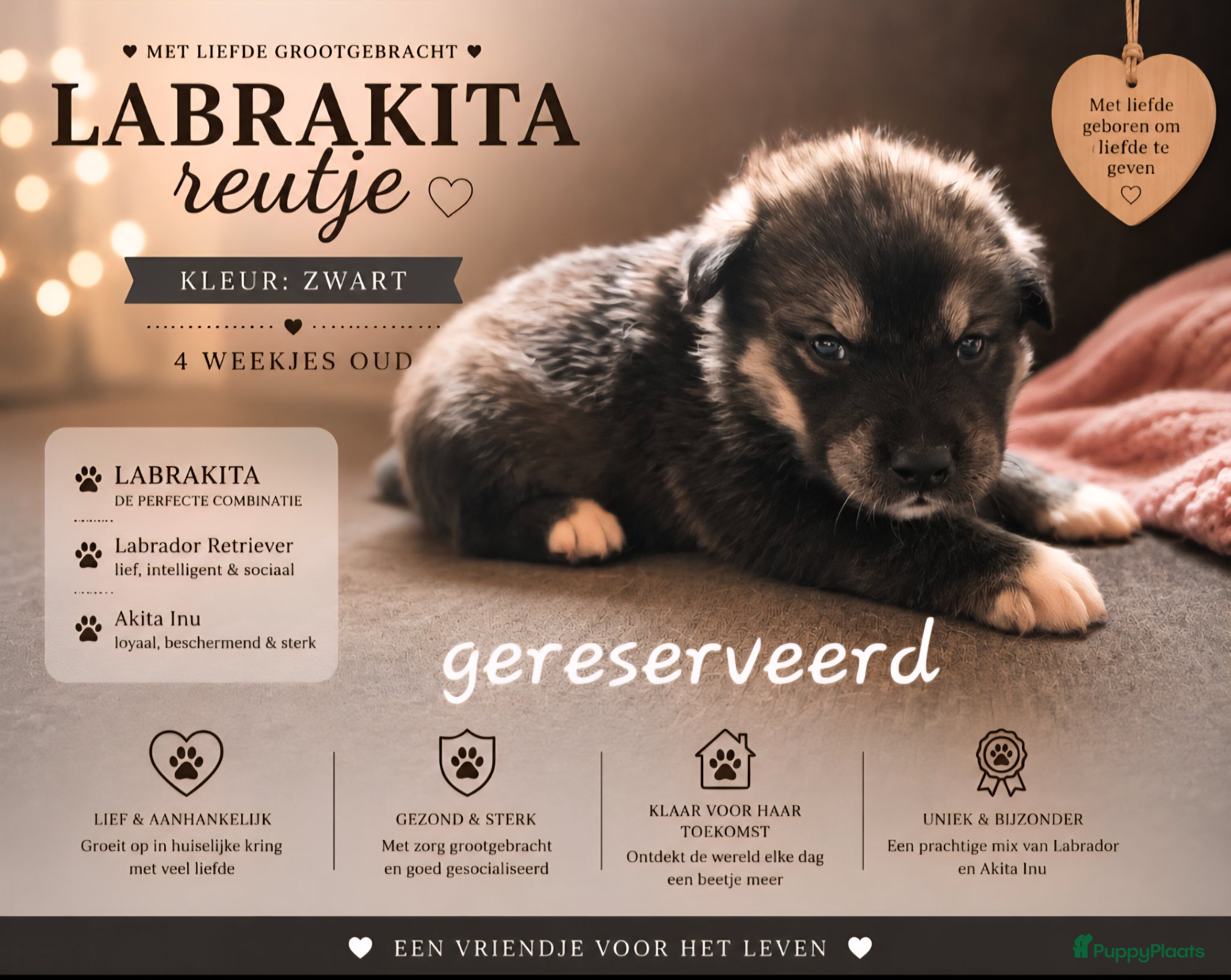 Kruising honden te koop: Labrakita pups (Labrador x Akita) Loyaal & speels - Advertentie 26
