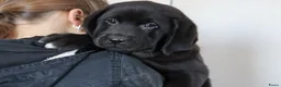 Labrador Retriever honden te koop: Hele lieve labrador pups te koop! - Advertentie 5