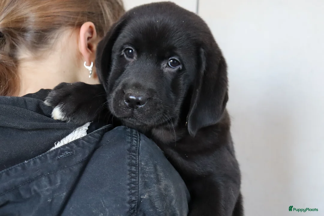 Labrador Retriever honden te koop: Hele lieve labrador pups te koop! - Advertentie 5