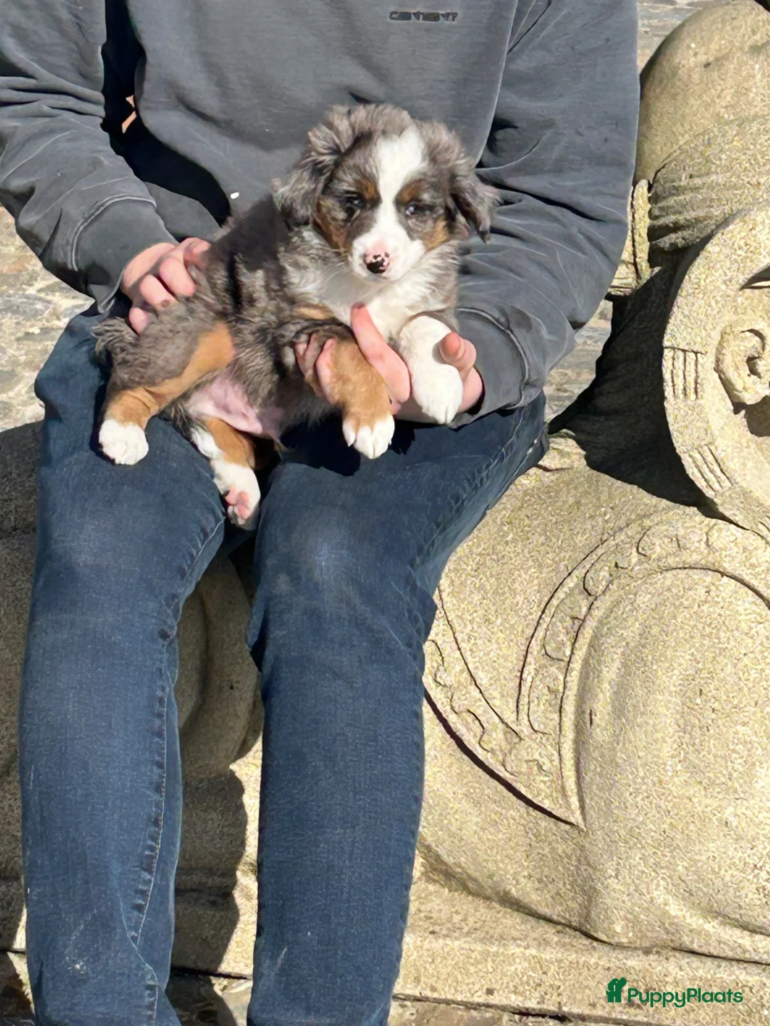 Australian Shepherd honden te koop: Miniature American shepherd reu - Advertentie 2