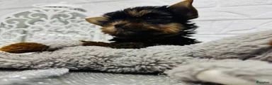 Yorkshire Terriër Puppy 1