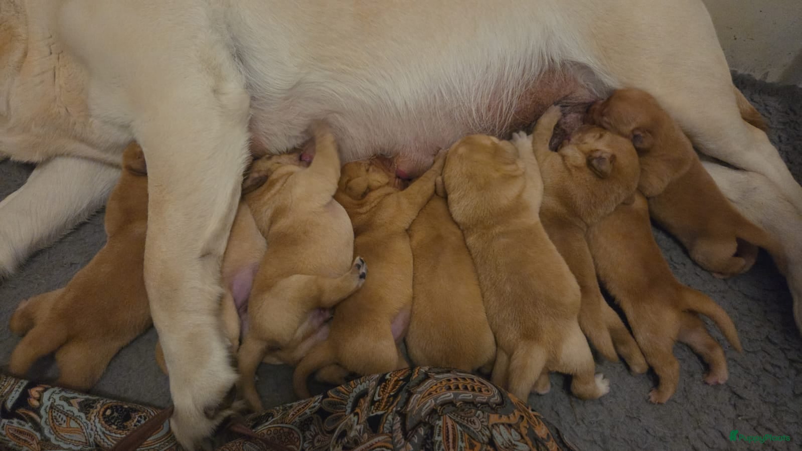 Labrador Retriever honden 🐾💛Labrador pups met stamboom beschikbaar 💛🐾 - Advertentie 2