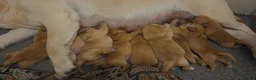 Labrador Retriever honden te koop: 🐾💛Labrador pups met stamboom beschikbaar 💛🐾 - Advertentie 2