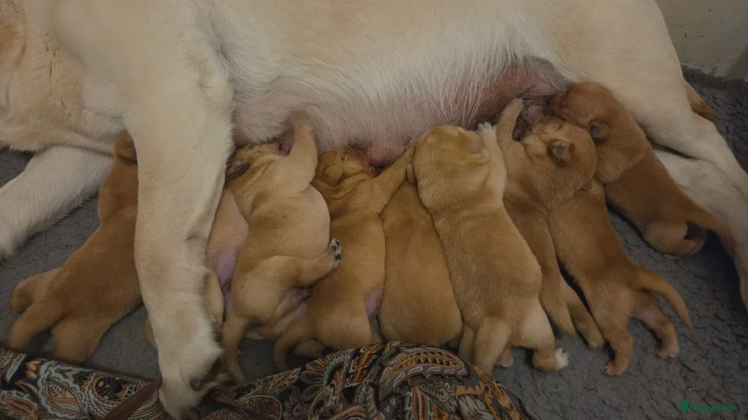 Labrador Retriever honden te koop: 🐾💛Labrador pups met stamboom beschikbaar 💛🐾 - Advertentie 2