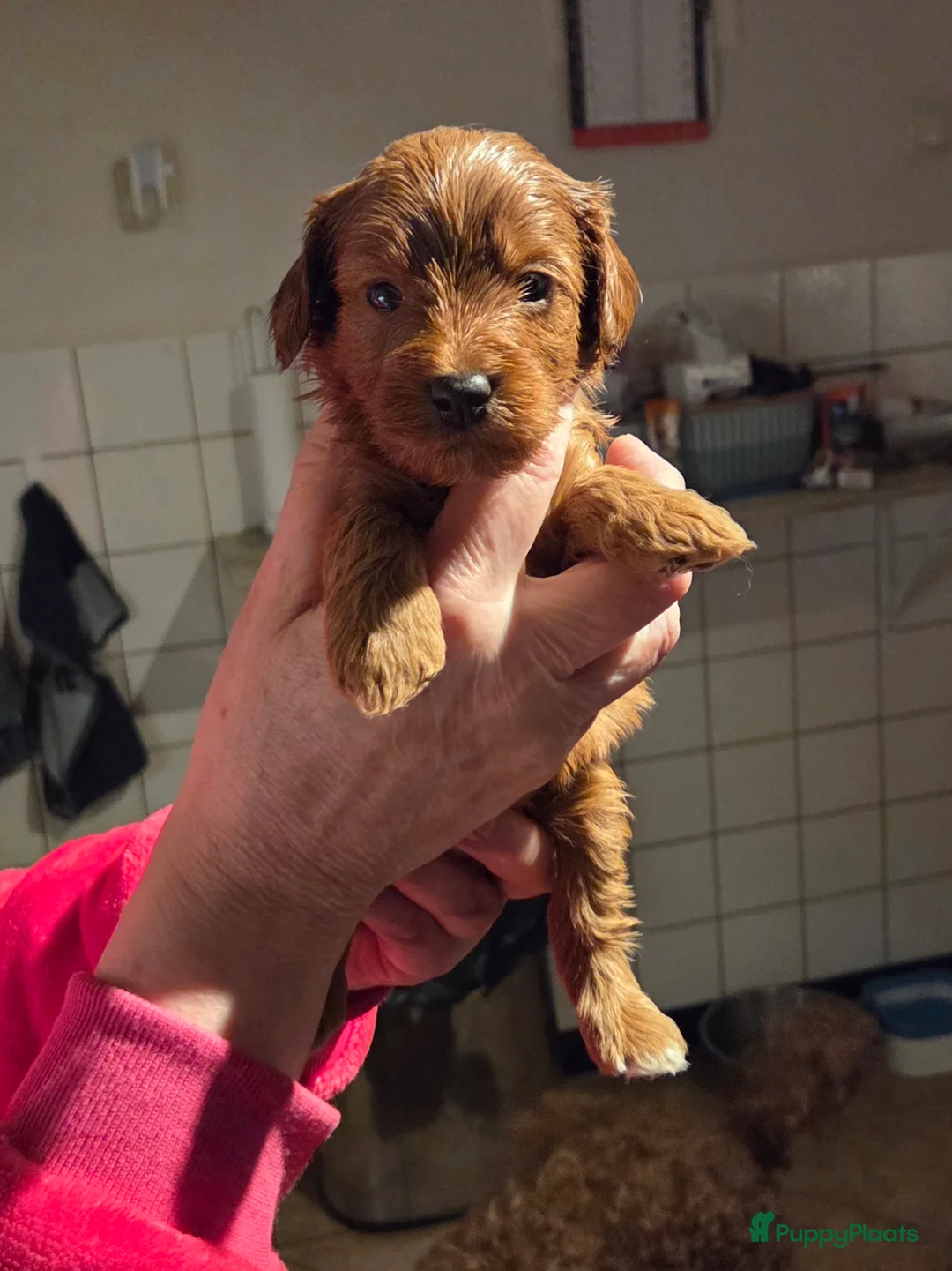 Labradoodle honden te koop: Mini doodle - Advertentie 6