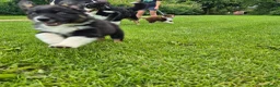 Australian Shepherd honden te koop: Nog 2 australian shepherd reutjes zoeken een thuis - Advertentie 2