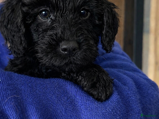 Labradoodle honden Labradoodle(multigen) mini/midi groeien op in huis - Advertentie 1