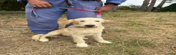 Kruising honden te koop: Mooie goldendodles! - Advertentie 4