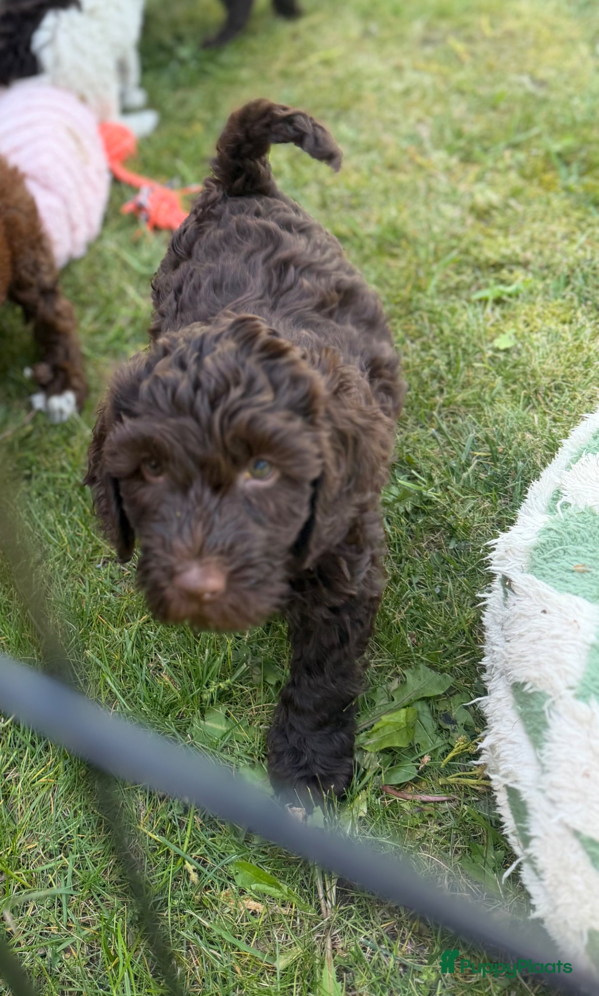 Australian Labradoodle honden Geweldig bruine medium Australian Labradoodle pups - Advertentie 2