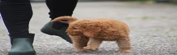 Cockapoo honden te koop: cockapoo pup, reutje - Advertentie 4