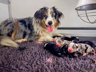 Australian Shepherd honden Miniature American Shepherd - Advertentie 10