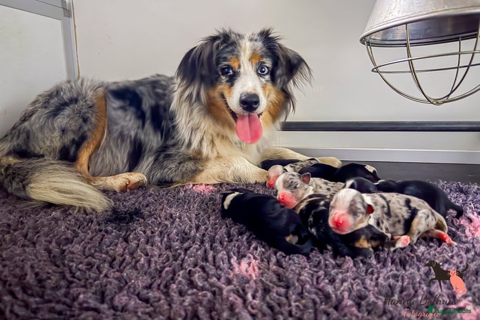 Australian Shepherd honden Miniature American Shepherd - Advertentie 1