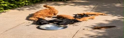 Cavapoo honden te koop: Cavapoo  - Advertentie 6