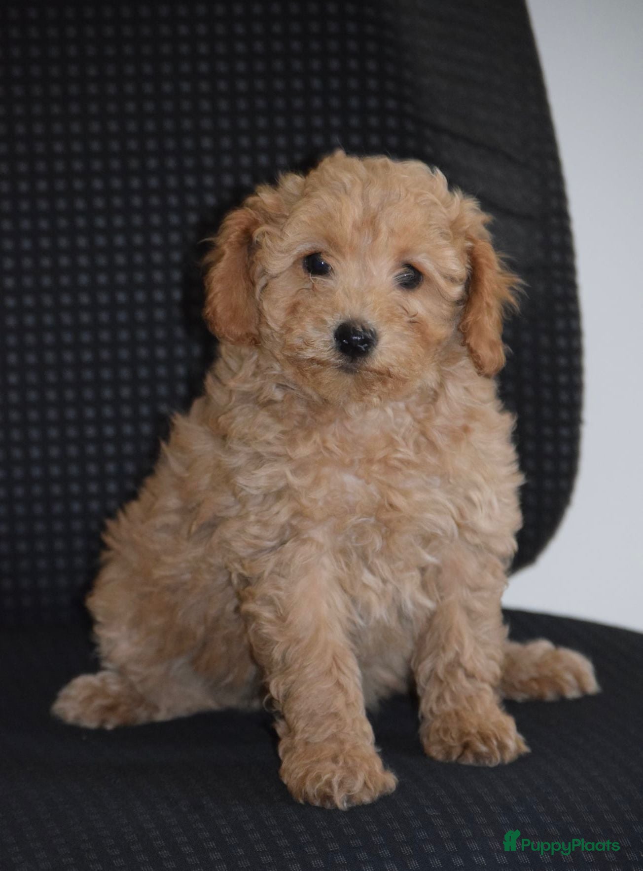 Maltipoo honden Mooie kleinblijvende MALTIPOO PUPS Met garantie  - Advertentie 2