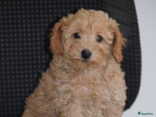 Maltipoo honden Mooie kleinblijvende MALTIPOO PUPS Met garantie - Advertentie 2