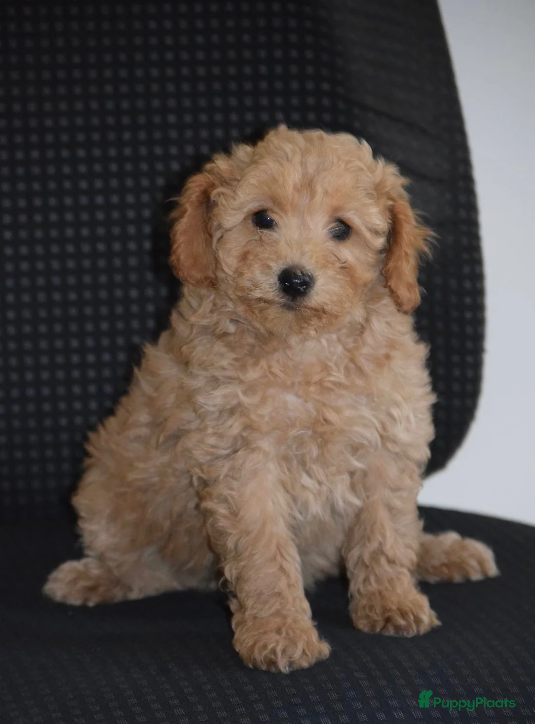 Maltipoo honden te koop: Mooie kleinblijvende MALTIPOO PUPS Met garantie  - Advertentie 1