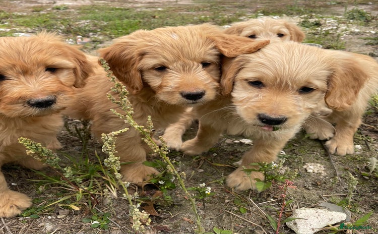 Kruising honden Mooie goldendoodle pups! - Advertentie 1