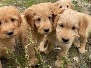 Kruising honden - Advertentie 13