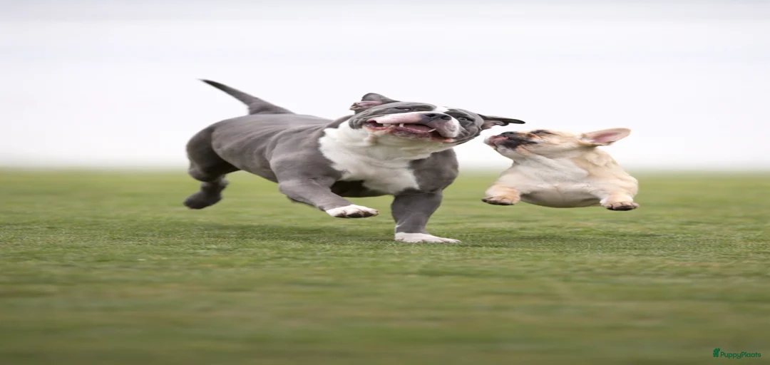 Galerij afbeelding {{count}}