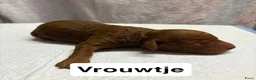 Goldendoodle honden te koop: Goldendoodles F1B - Advertentie 18
