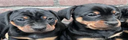 Kruising honden te koop: Carlin Pinscher Pups - Advertentie 23