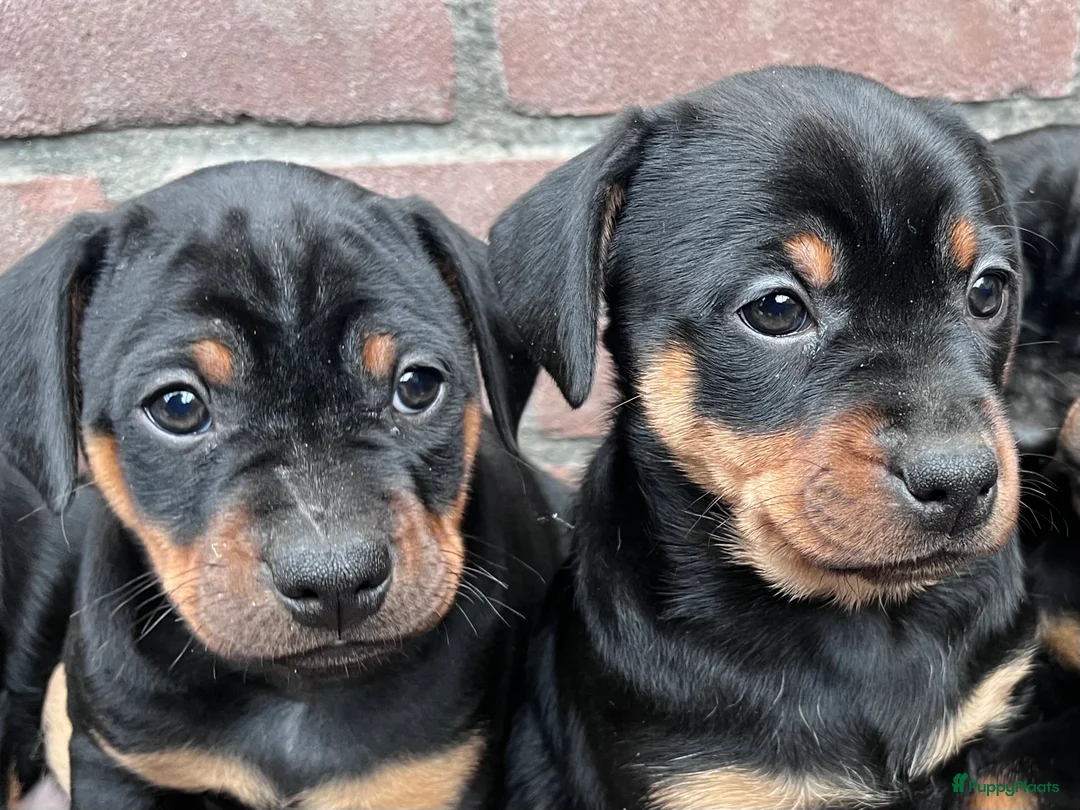 Kruising honden te koop: Carlin Pinscher Pups - Advertentie 23