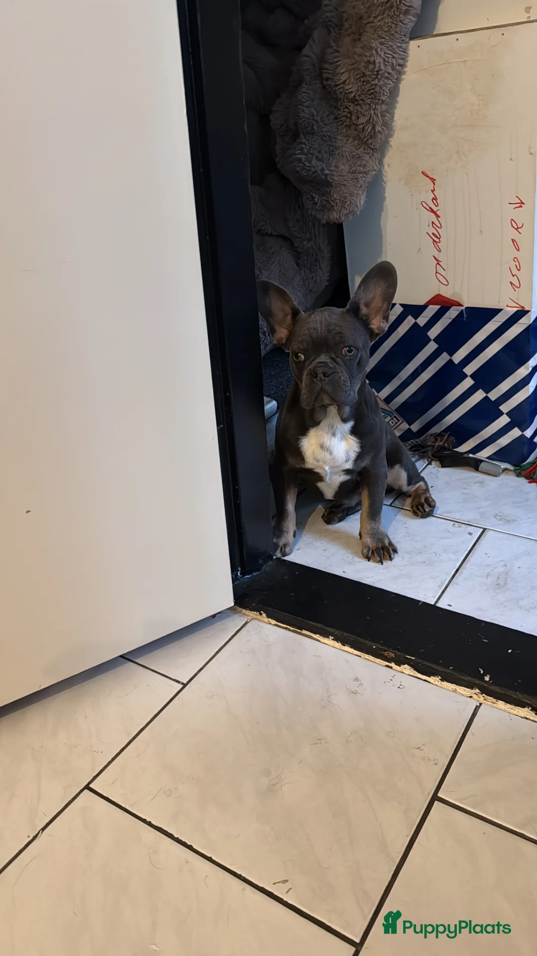 Franse Bulldog honden te koop: Franse Bulldog reu  - Advertentie 6