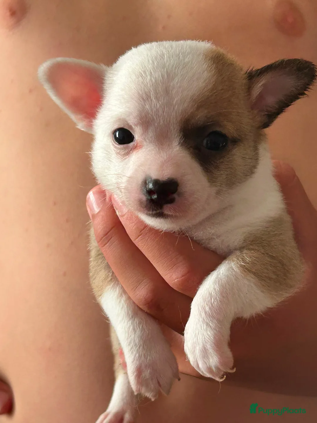 Chihuahua honden te koop: Chihuahua pups raszuiver (nog 3 beschikbaar) - Advertentie 2