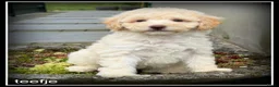 Labradoodle honden te koop: Labradoodle pups +/- 45cm inprijs verlaagd ivm vak - Advertentie 5