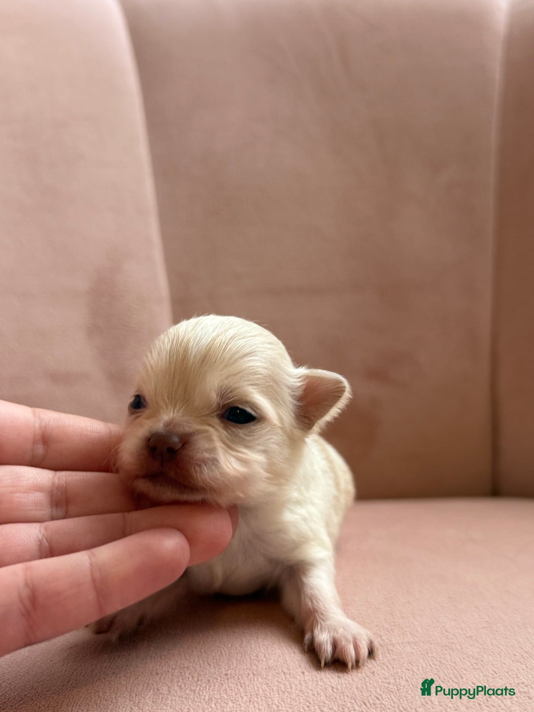 Chihuahua honden te koop: Chihuahuas pups - Advertentie 27