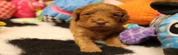 Australian Labradoodle honden te koop: 1 teefje en 3 reutjes Australian labradoodle pups - Advertentie 17