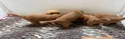 Australian Labradoodle honden te koop: Multigen Australian Labradoodle pups - Advertentie 15