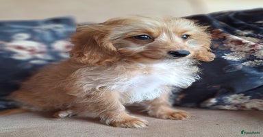 Kruising honden - Advertentie 2