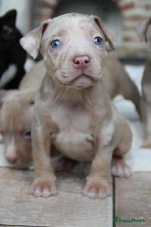 Amerikaanse Bully honden American Bully pups België - Advertentie 10