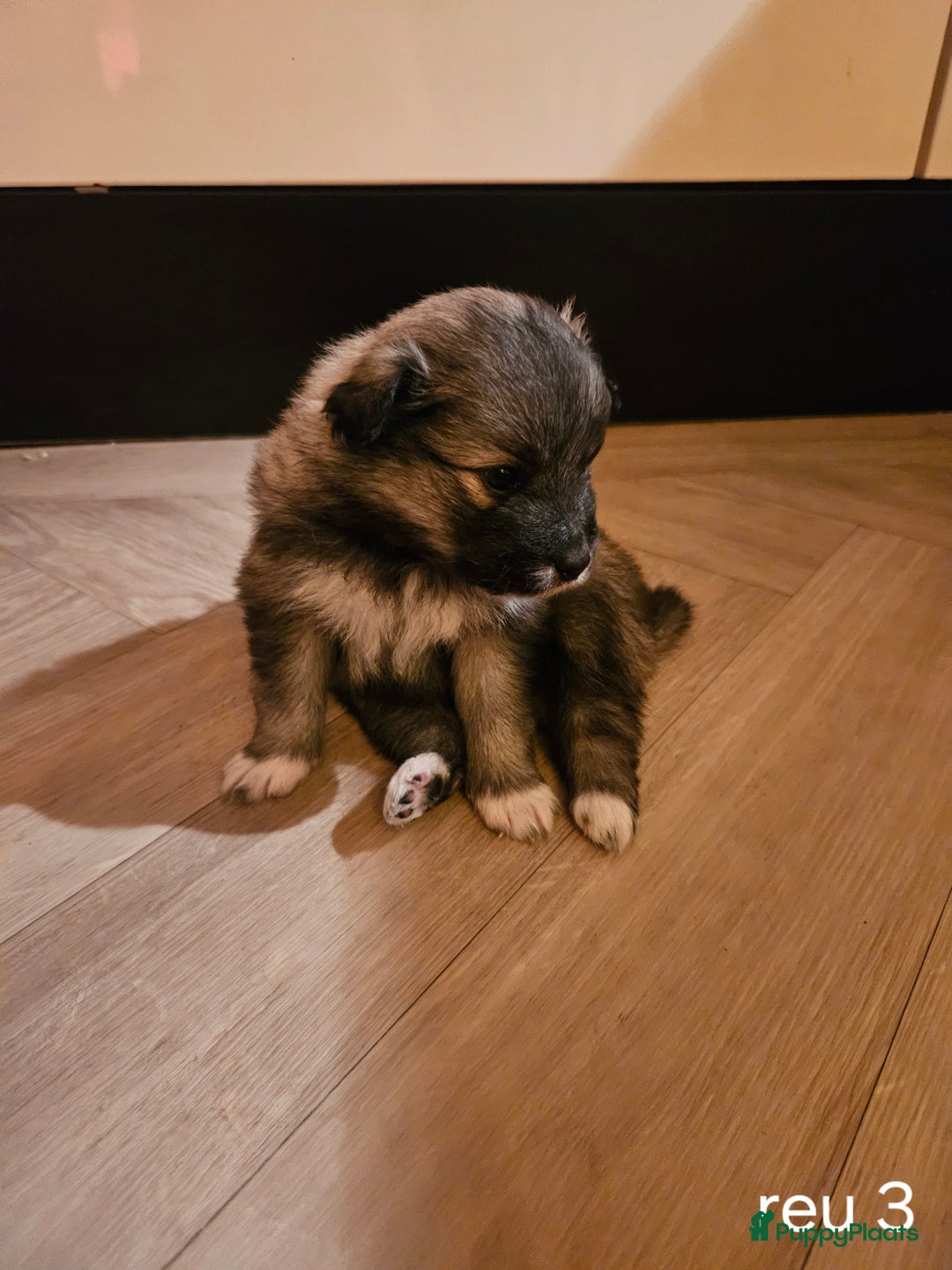 Kruising honden te koop: knappe keeshond x border collie puppy's te koop - Advertentie 7