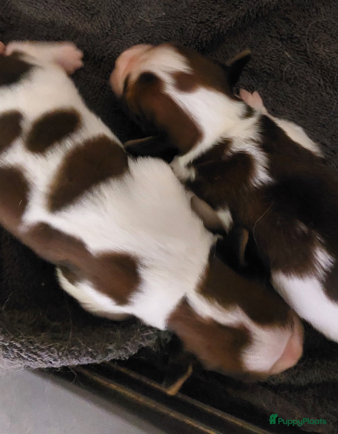 Kooikerhondje honden te koop: Prachtige raszuivere kooikerpups - Afbeelding 2