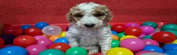 Cockapoo honden te koop: Cockapoo pupjes uit geteste ouders - Advertentie 16