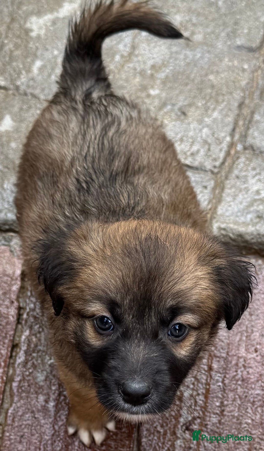 Kruising honden ter adoptie: jongen Eliot  zoekt een gouden mandje  - Advertentie 11