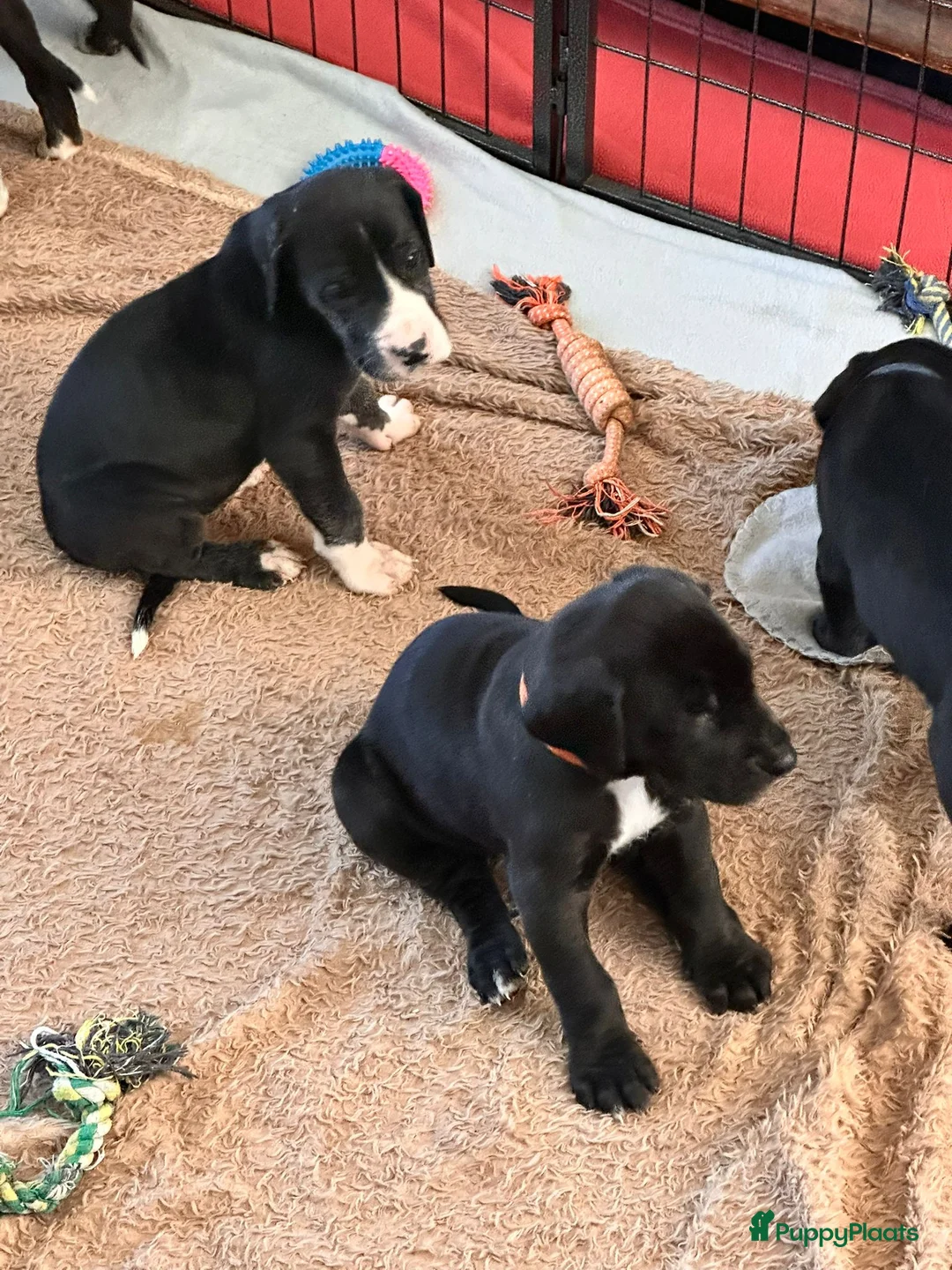 Duitse Dog honden te koop: Duitse Dog Pups - Advertentie 9