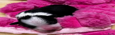Border Collie 1