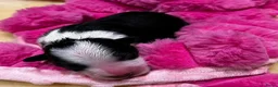Border Collie honden te koop: FCI stamboom Border Collie pups - Advertentie 9