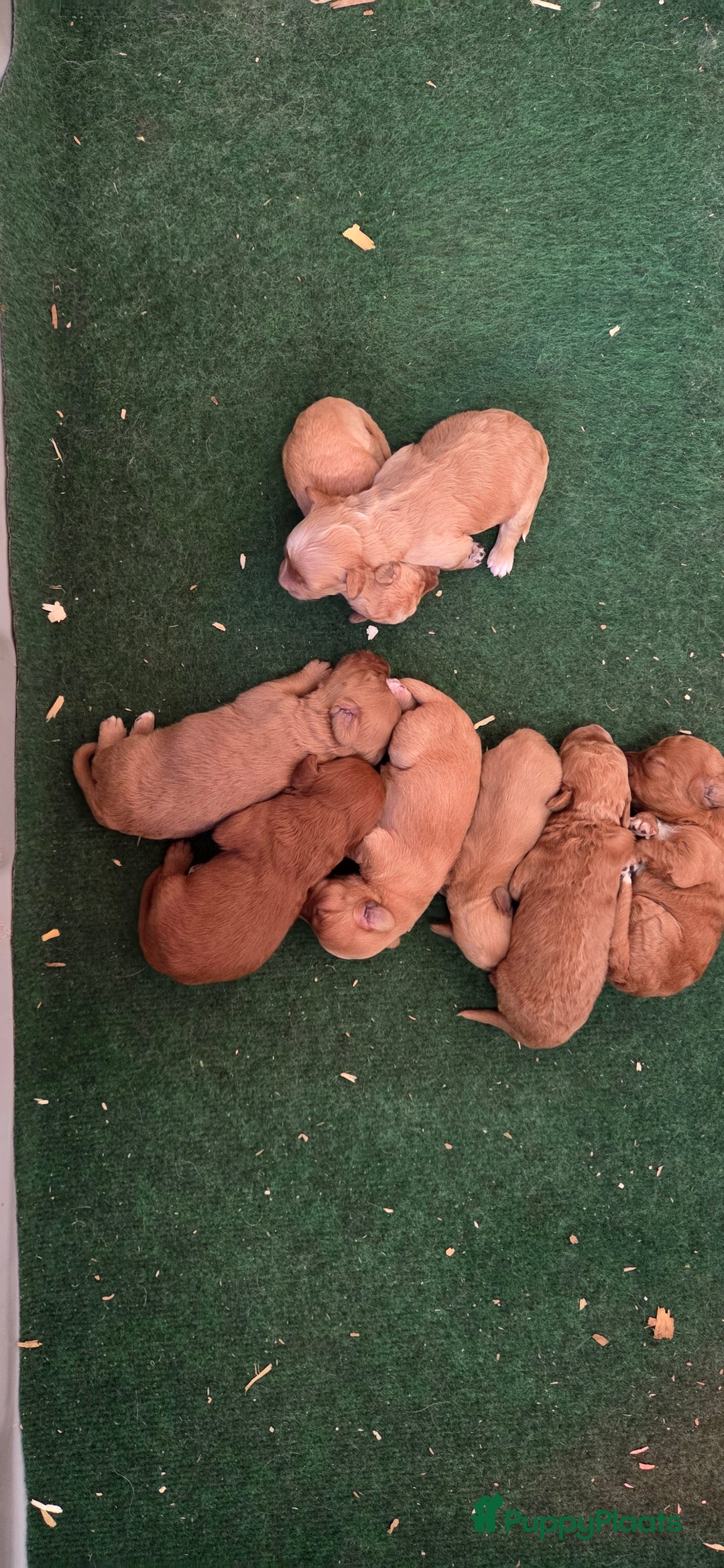 Kruising honden te koop: Mini Labradoodle F3 - Advertentie 4