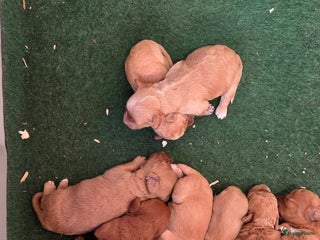 Kruising honden - Advertentie 4