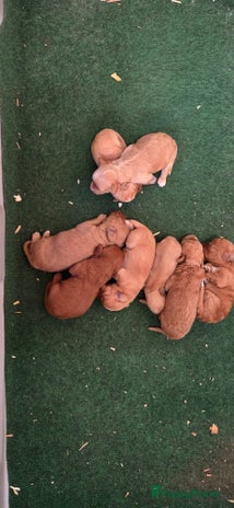 Kruising honden - Advertentie 13